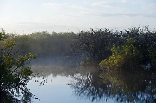 Florida Everglades at Anhinga Trail at dawn Florida USA