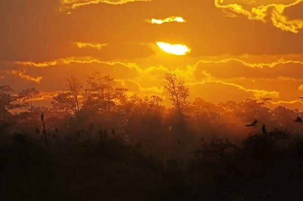 Florida Everglades at dawn