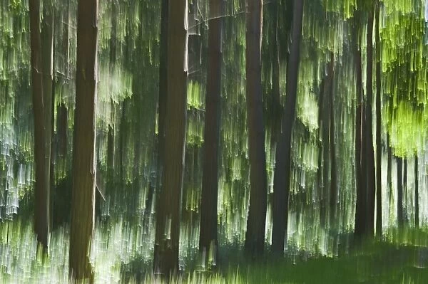 Forest abstract Blickling Norfolk May