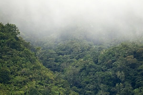 Forest on Mt Kitanglad on Mindanao Philippines