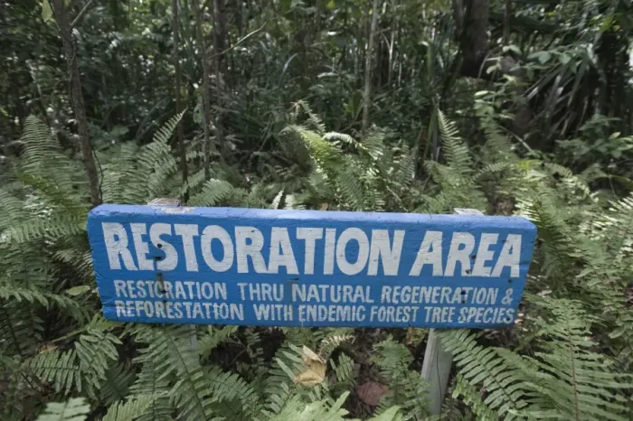 Framed Print : Forest regeneration in Puerto Princesa Subterranean River National Park Nr Sabang Framed Print : Forest regeneration in Puerto Princesa Subterranean River National Park Nr Sabang