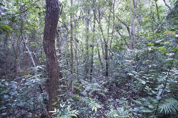 Forest regeneration - secondary growth in Alcoy Forest Cebu Philippines