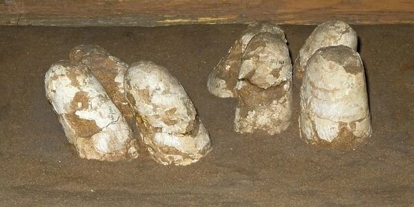 Fossilized Dinosaur nest with eggs found in 1977 at Gelbent in South Gobi Mongolia