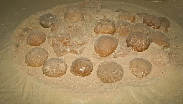 Fossilized Dinosaur nest with eggs found in 1994 at Algui Ulan tav in South Gobi Mongolia