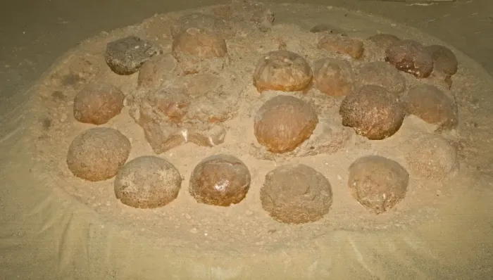 Framed Print : Fossilized Dinosaur nest with eggs found in 1994 at Algui Ulan tav in South Gobi Mongolia Framed Print : Fossilized Dinosaur nest with eggs found in 1994 at Algui Ulan tav in South Gobi Mongolia