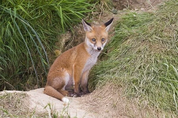 Fox cub Vulpes vulpes at entrance to earth Kent spring