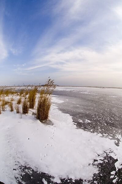 Fox footprints on frozen Durankulak Lake (RAMSAR site) Bulgaria winter