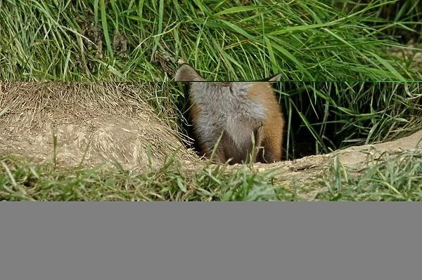 Fox Vulpes vulpes cub at entrance to earth Kent April