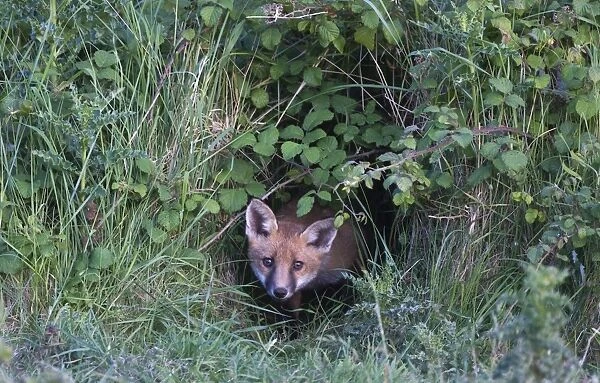Fox Vulpes vulpes cub peering from brambles where earth located Morston Norfolk June