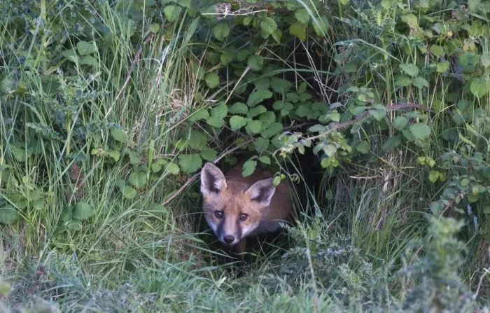Framed Print : Fox Vulpes vulpes cub peering from brambles where earth located Morston Norfolk June Framed Print : Fox Vulpes vulpes cub peering from brambles where earth located Morston Norfolk June