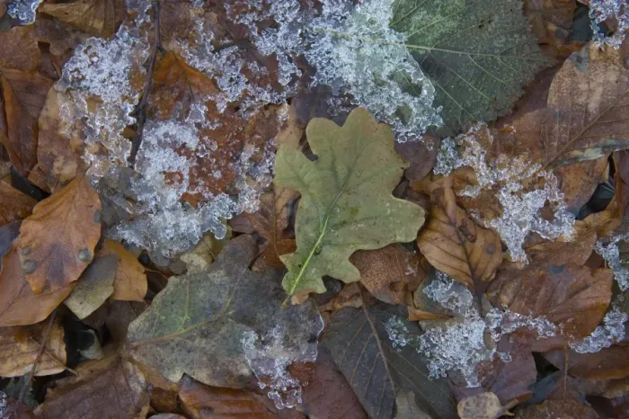 Framed Print : Frozen leaf litter in woodland Norfolk December Framed Print : Frozen leaf litter in woodland Norfolk December