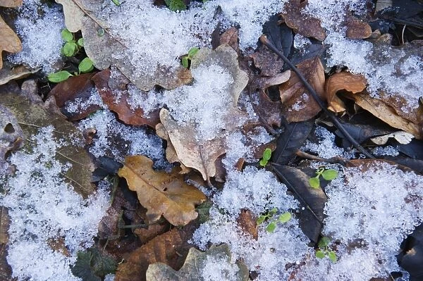 Frozen leaf litter in woodland Norfolk December