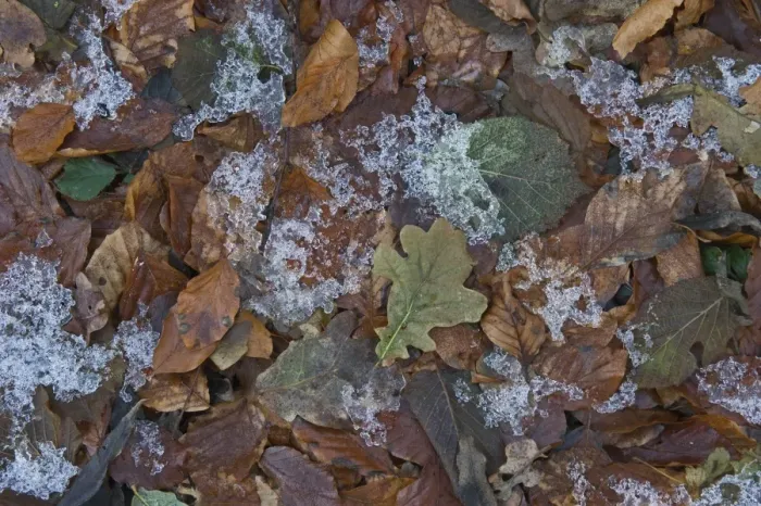Framed Print : Frozen leaf litter in woodland Norfolk December Framed Print : Frozen leaf litter in woodland Norfolk December