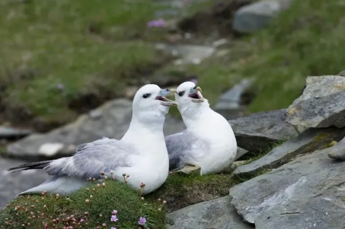 Framed Print : Fulmar Fulmarus glacialis in courtship ritual Mousa Shetland June Framed Print : Fulmar Fulmarus glacialis in courtship ritual Mousa Shetland June