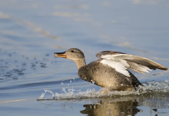 Framed Print : Gadwall Anas strepera male landing Minsmere Suffolk April