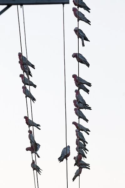 Galahs Cacatua rosiecapilla flock gathering before going to roost on edge of town