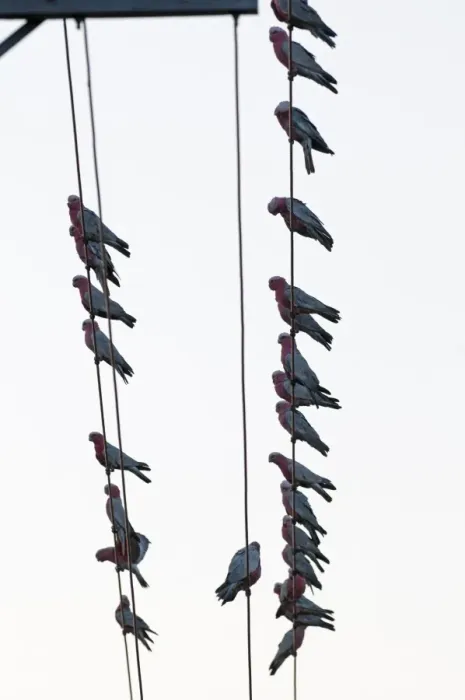 Framed Print : Galahs Cacatua rosiecapilla flock gathering before going to roost on edge of town Framed Print : Galahs Cacatua rosiecapilla flock gathering before going to roost on edge of town