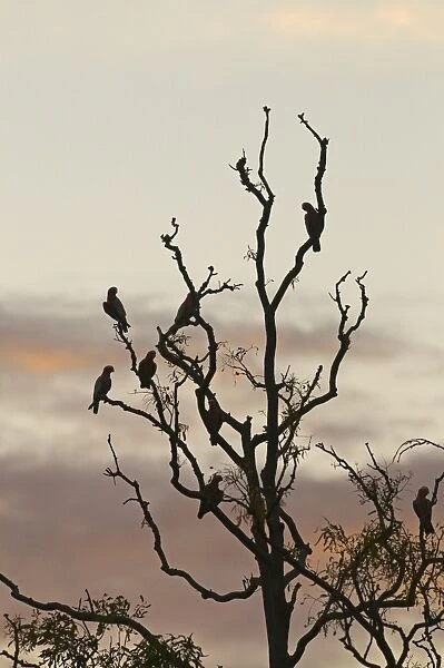 Galahs Eolophus roseicapilla at roost in tree at dusk Queensland Australia