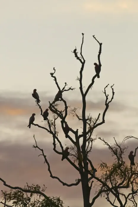Framed Print : Galahs Eolophus roseicapilla at roost in tree at dusk Queensland Australia Framed Print : Galahs Eolophus roseicapilla at roost in tree at dusk Queensland Australia