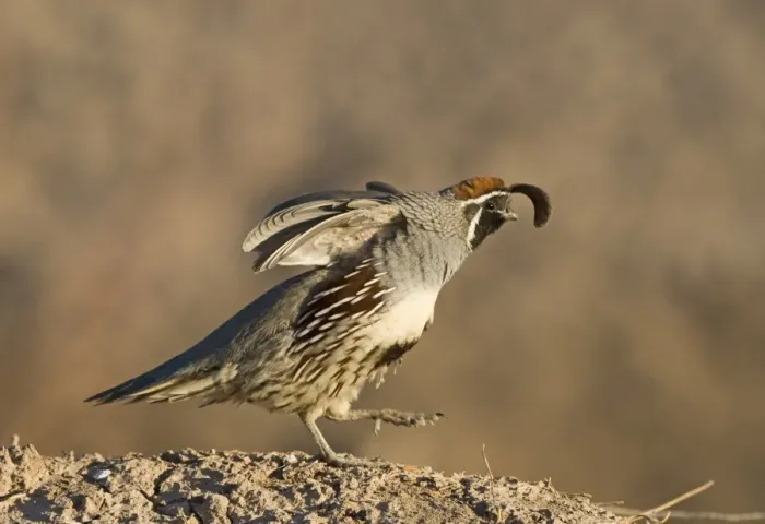Framed Print : Gambels Quail Callipepla gambelii male stretching California USA April Framed Print : Gambels Quail Callipepla gambelii male stretching California USA April
