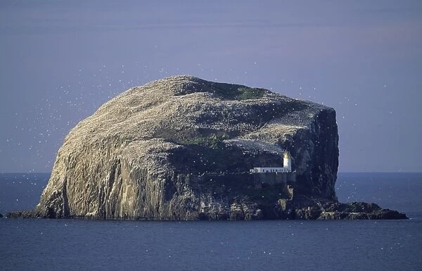 Gannet colony Bass Rock Firth of Forth Scotland summer