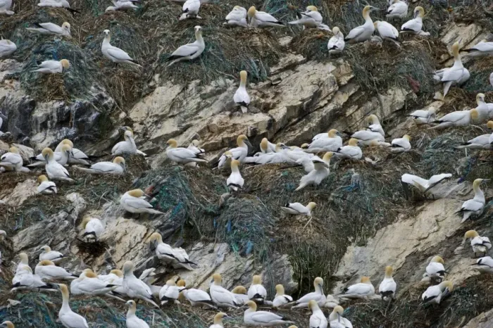 Framed Print : Gannet Sula bassana breeding colony at Hermaness National Nature Reserve on Unst Framed Print : Gannet Sula bassana breeding colony at Hermaness National Nature Reserve on Unst