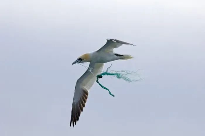 Framed Print : Gannet Sula bassana caught in fishing net Noss Shetland May Framed Print : Gannet Sula bassana caught in fishing net Noss Shetland May