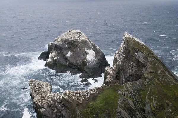 Gannet Sula bassana colony on stack Hermaness Shetland June