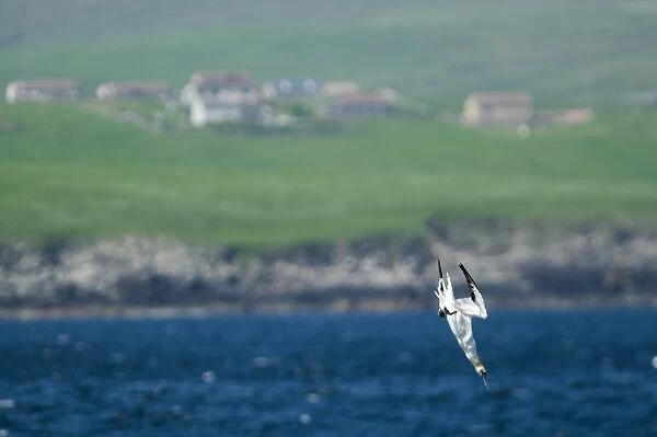 Gannet Sula bassana diving off Mousa Shetland June
