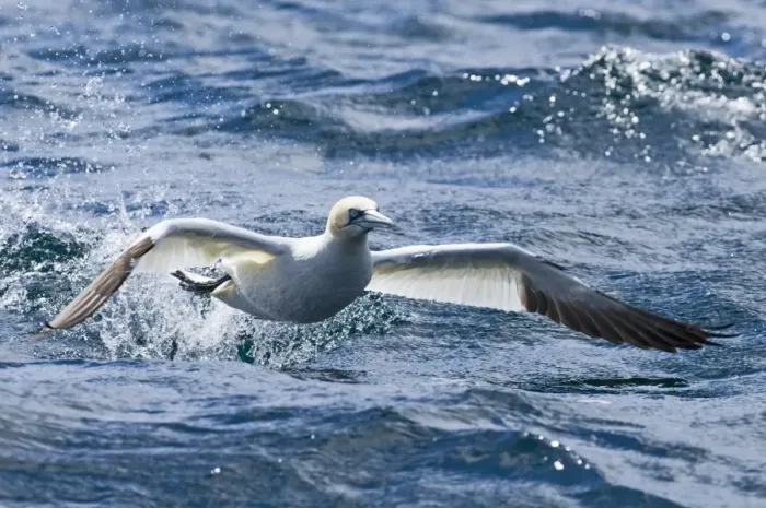 Framed Print : Gannet Sula bassana taking off from sea Noss Shetland summer