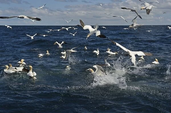 Gannets Morus bassana diving for Mackerel off Noss Shetland June