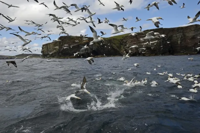 Framed Print : Gannets Morus bassana diving for Mackerel off Noss Shetland June Framed Print : Gannets Morus bassana diving for Mackerel off Noss Shetland June