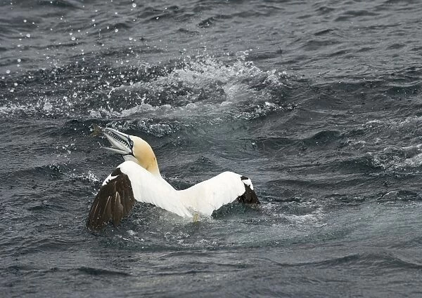 Gannets Sula bassana diving for mackerel off Shetland June