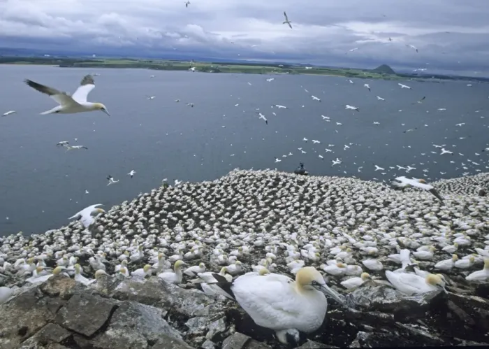Framed Print : Gannets Sula bassana nesting on the Bass Rock Scotland July Framed Print : Gannets Sula bassana nesting on the Bass Rock Scotland July