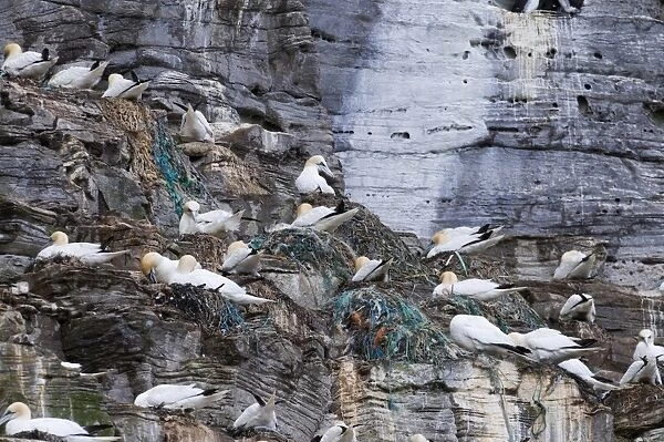 Gannets Sula Bassana on nests many made from fishing net Noss Shetland June