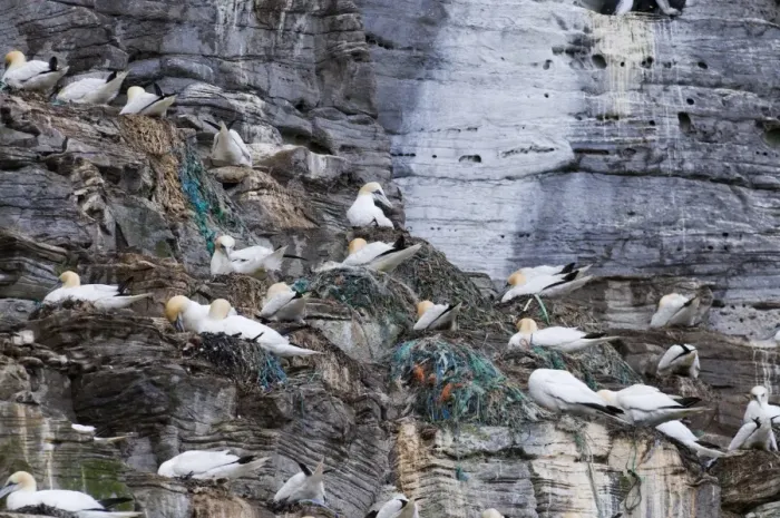 Framed Print : Gannets Sula Bassana on nests many made from fishing net Noss Shetland June Framed Print : Gannets Sula Bassana on nests many made from fishing net Noss Shetland June