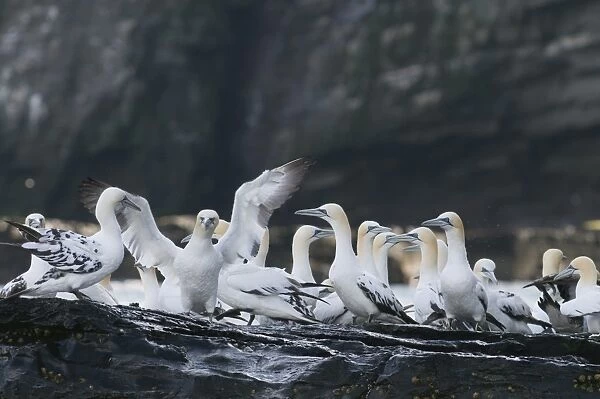 Gannets Sula Bassana non breeding and off duty birds gathered at base of cliff on