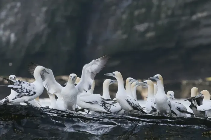Framed Print : Gannets Sula Bassana non breeding and off duty birds gathered at base of cliff on