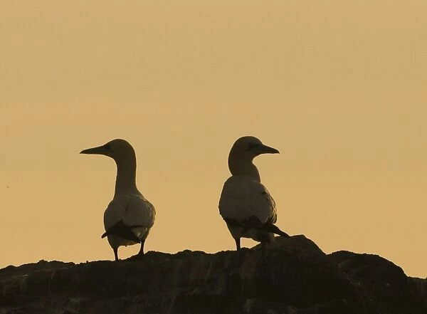 Gannets Sula bassana silhouetted on cliff top on Grassholm Wales