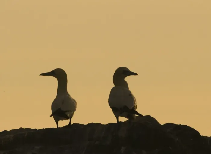 Framed Print : Gannets Sula bassana silhouetted on cliff top on Grassholm Wales Framed Print : Gannets Sula bassana silhouetted on cliff top on Grassholm Wales