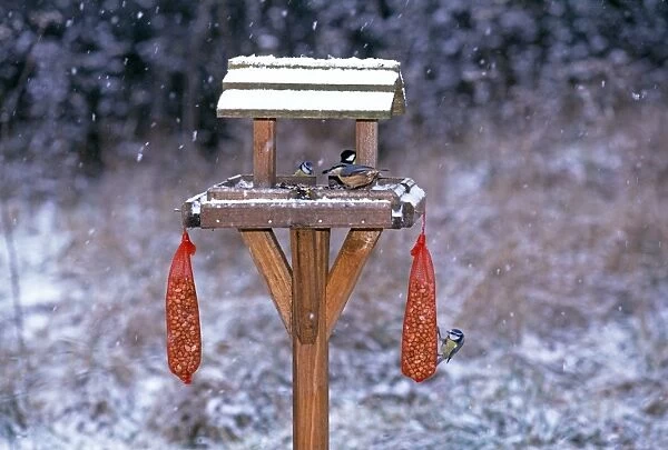 Garden birds including Nuthatch and Blue Tits on bird table in winter, Kent, UK