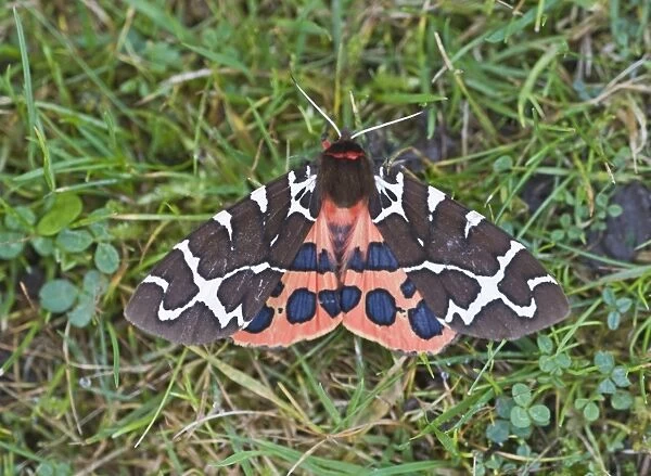 Garden Tiger Moth Holt Norfolk