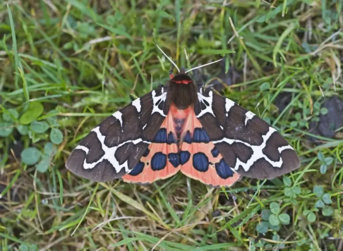Framed Print : Garden Tiger Moth Holt Norfolk Framed Print : Garden Tiger Moth Holt Norfolk