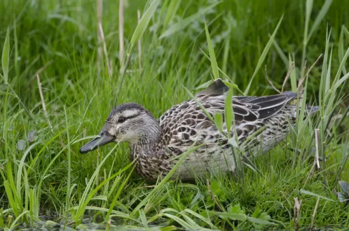 Framed Print : Garganey Anas querquedula female Cley Norfolk spring Framed Print : Garganey Anas querquedula female Cley Norfolk spring
