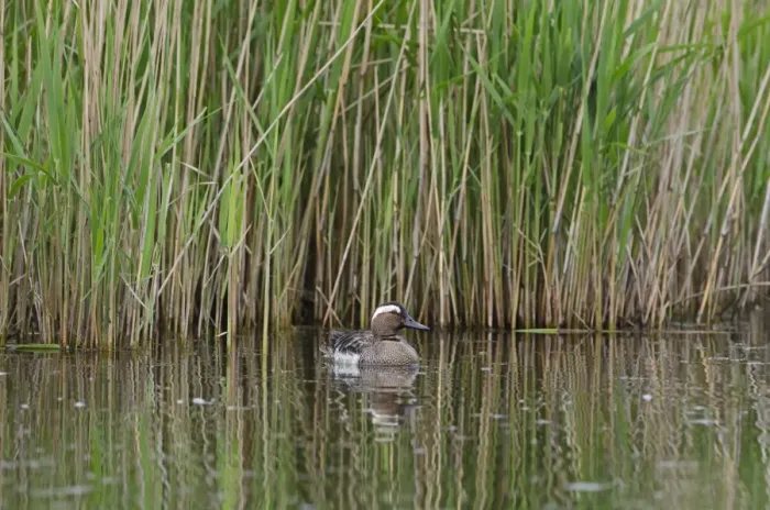Framed Print : Garganey Anas querquedula male Cley Norfolk spring Framed Print : Garganey Anas querquedula male Cley Norfolk spring
