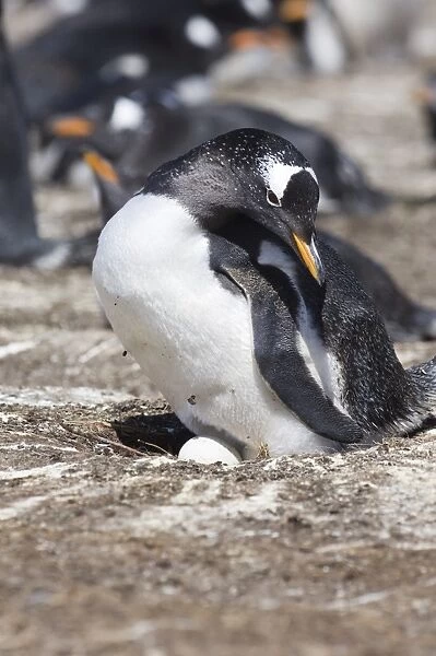 Gentoo Penguin Pygoscelis papua ad8ult on nest with egg colony on Sea Lion Island