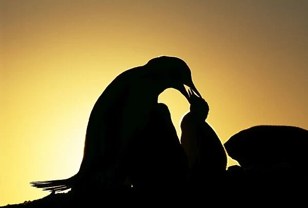 Gentoo Penguin, Pygoscelis papua, with chicks, silhouetted at sunset, Petermann Island