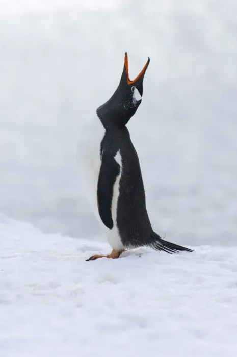Framed Print : Gentoo Penguin Pygoscelis papua displaying Half Moon Island Antarctica Framed Print : Gentoo Penguin Pygoscelis papua displaying Half Moon Island Antarctica