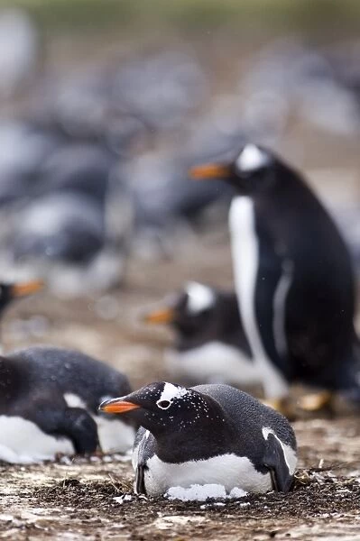 Gentoo Penguin Pygoscelis papua incubating in colony on Sea Lion Island Falklands