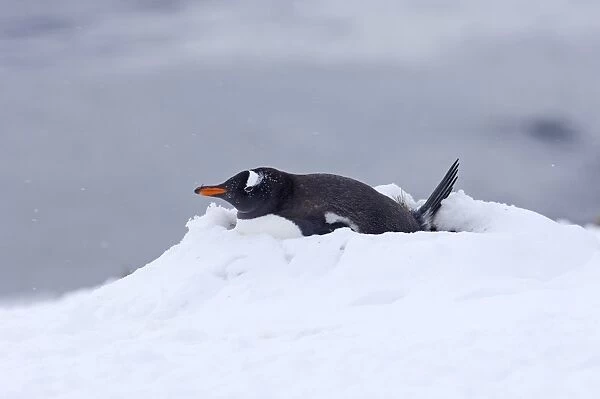 Gentoo Penguin Pygoscelis papua on nest Half Moon Island Antarctica